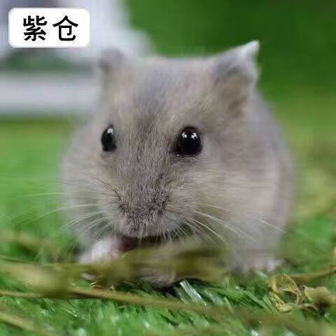 养了一年的仓鼠多少岁
