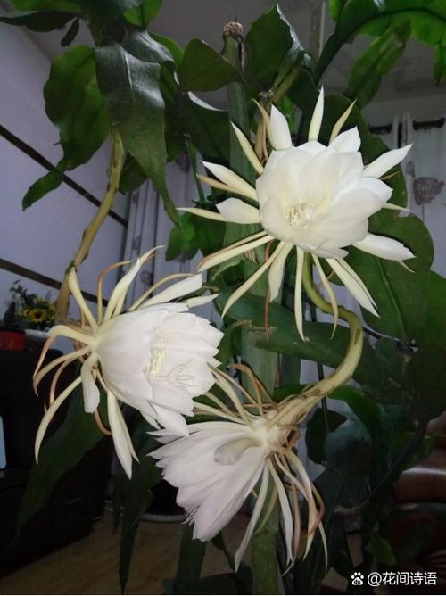 昙花的寓意和象征缩略图