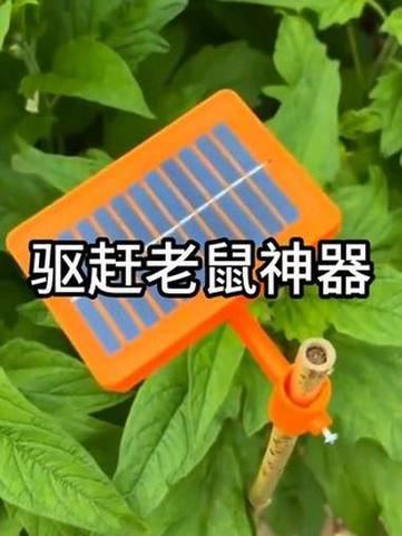 恶猫叫声驱鼠100分钟游戏截图