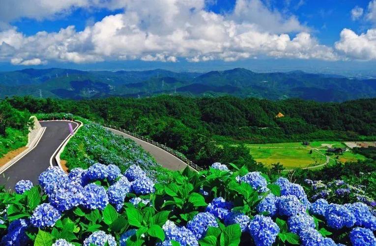 樱花5月还有吗