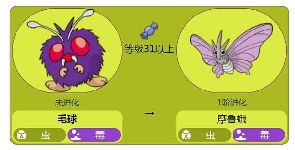 摩鲁蛾进化