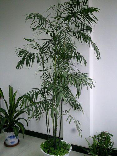 袖珍椰子开花图片