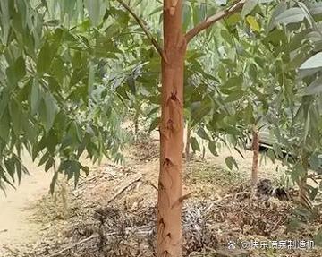 桉树4533和广29哪个好截图