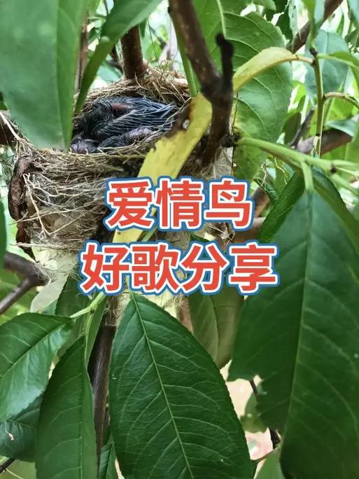 抖音最近很火的有鸟的歌叫什么