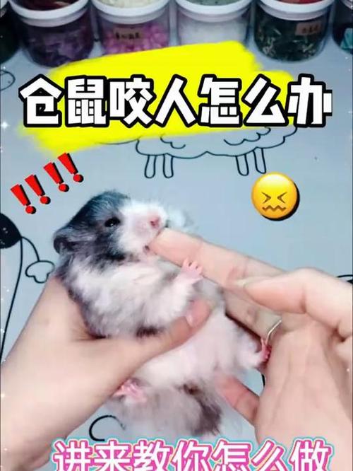 仓鼠软弱无力四肢张开