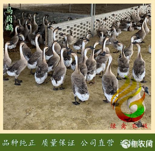 鹅苗多少钱一只鹅苗批发价格养缩略图