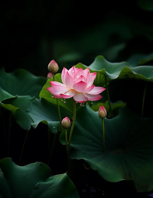 莲花梦迟(一蓑烟雨)图标