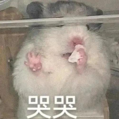 仓鼠哭了什么意思