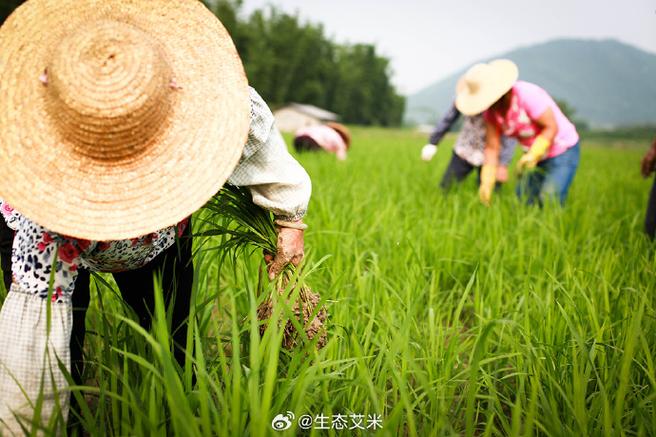 艾米农场需要多少资金
