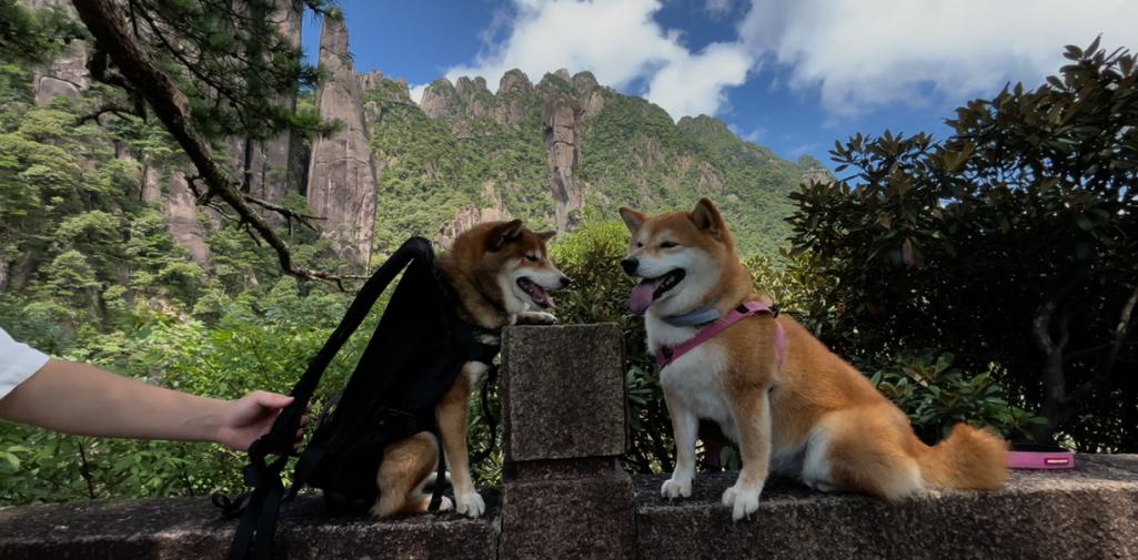 宠物旅行