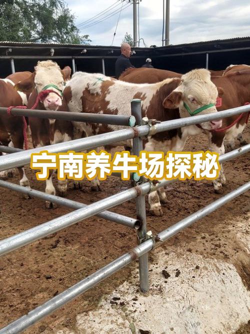 多多牧场养牛需要多长时间收获缩略图