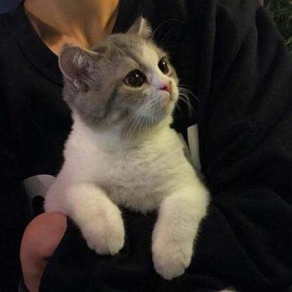 爱猫温柔的男生头像缩略图