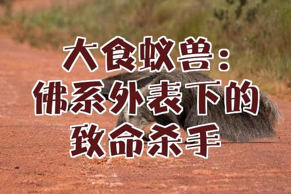 食蚁兽,解三个数字
