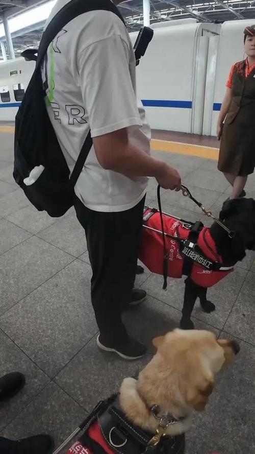 坐火车带狗最简单方法截图