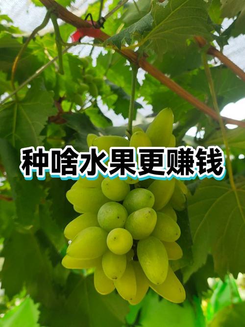 哪些水果品种赚钱多