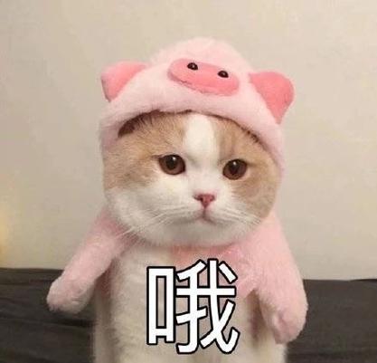 哦表情包图片图标