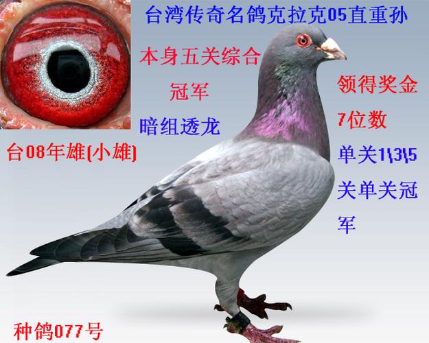 台湾五关冠军赛鸽视频