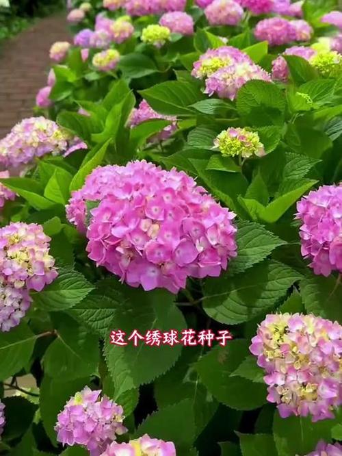 哪种绣球花期长好养