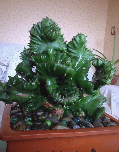 玉麒麟怎么移植栽种