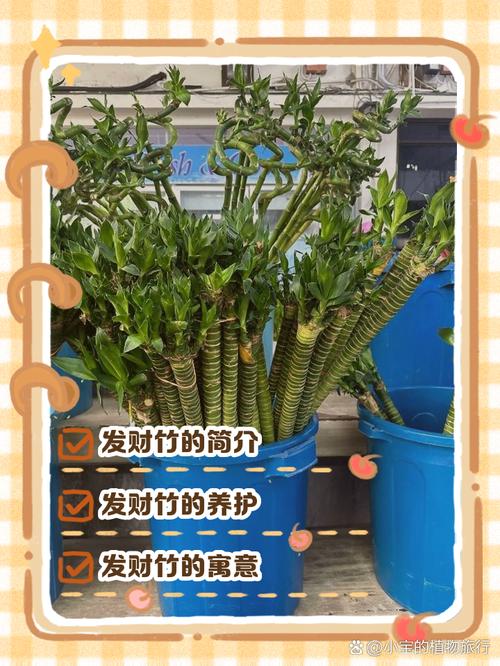 发财竹子怎么养才能更旺盛