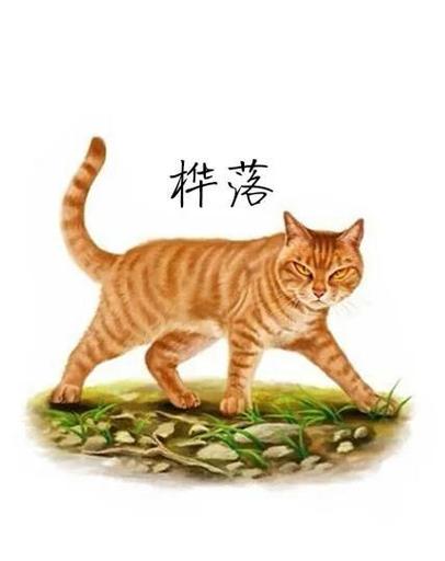 猫武士游戏介绍