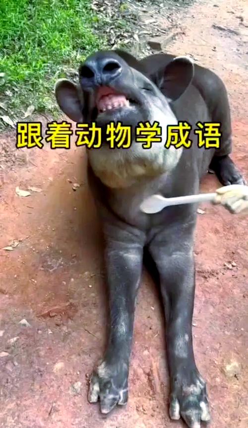 步步为营形容什么动物