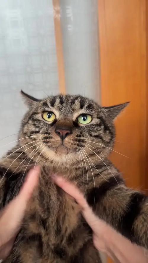 狸猫视角图标