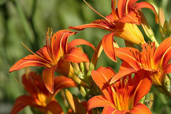 忘忧花又叫什么花