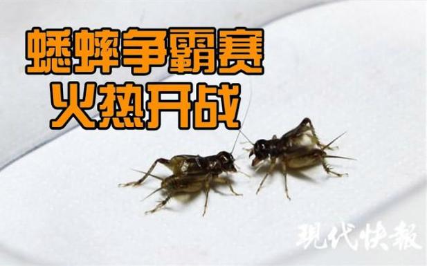 双斑蟋蟀vs中华斗蟋