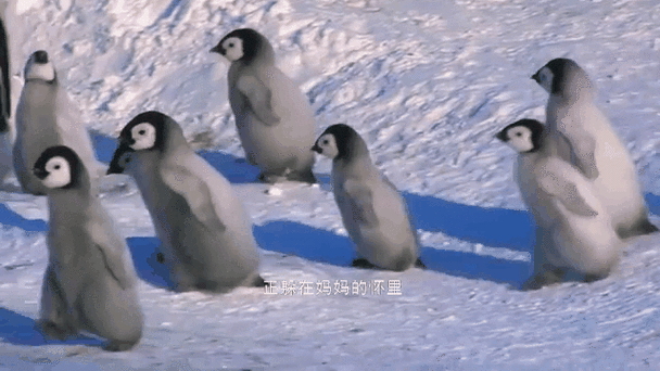企鹅走路搞笑视频