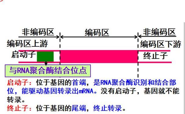启动子是编码区吗截图