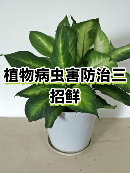 植物病虫害防治记录方法