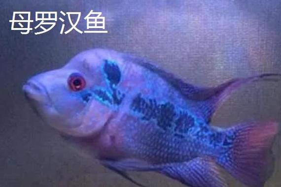 罗汉公母对照表图片缩略图