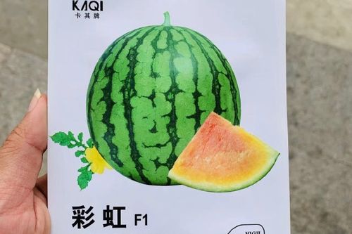 色西瓜会员