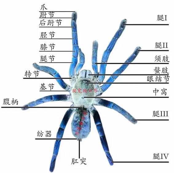 蜘蛛的爬行原理