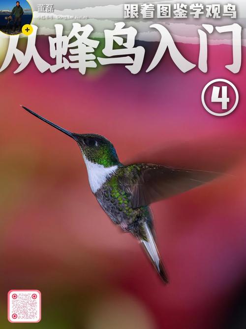 蜂鸟速成课
