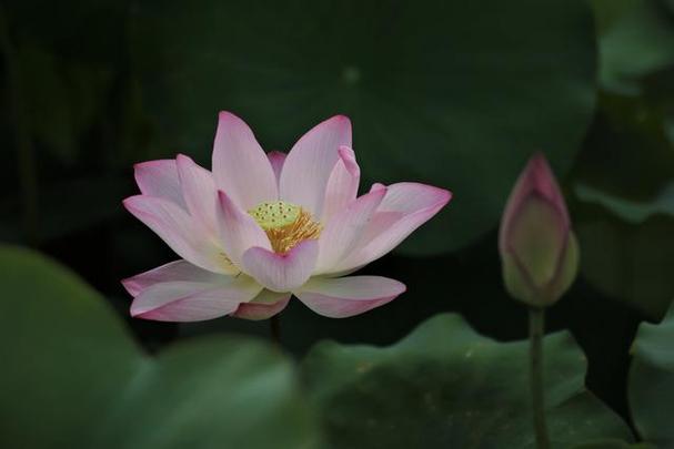 杭州大莲花和小莲花的区别图标