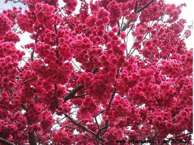 中国红樱花又叫什么截图