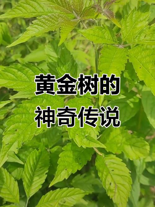 D豆树黄金树原版下载