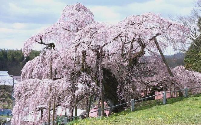 日本三大樱花树