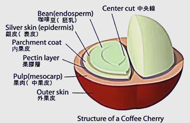 咖啡豆排行榜