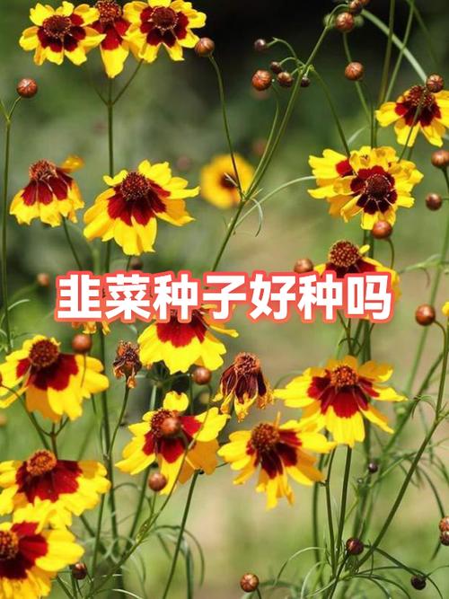 十大最好种子排名
