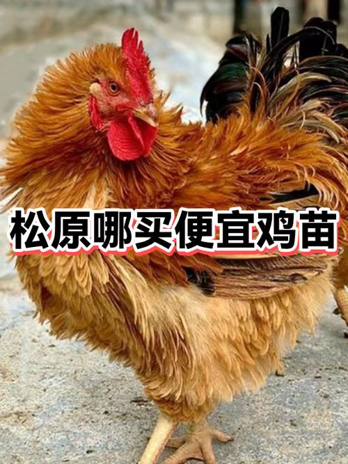 鸡鸭鹅哪个贵截图