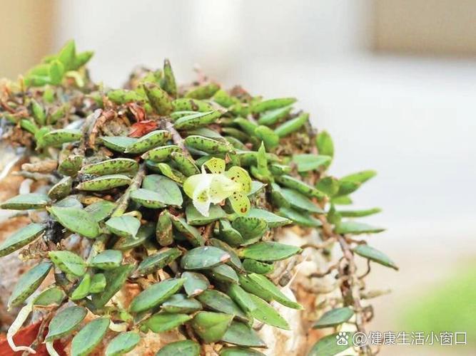诱捕蜈蚣的特效药截图