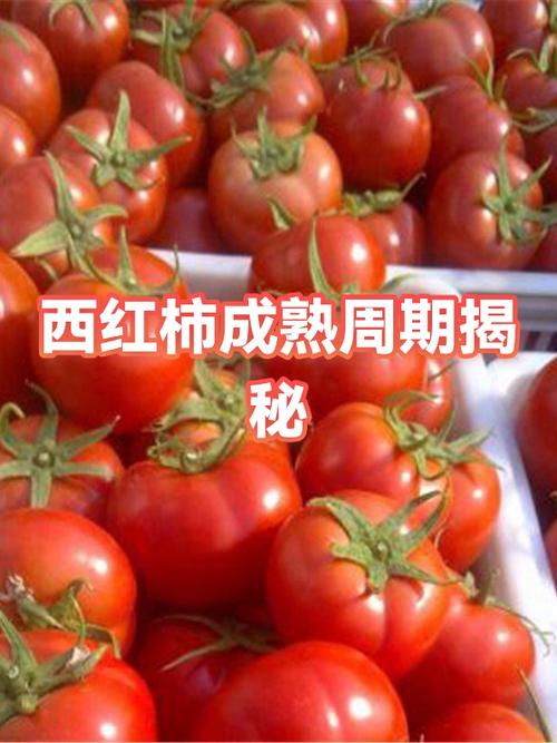 番茄多长时间成熟