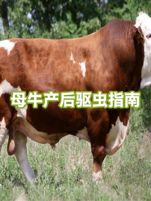 哺乳期母牛能不能驱虫截图