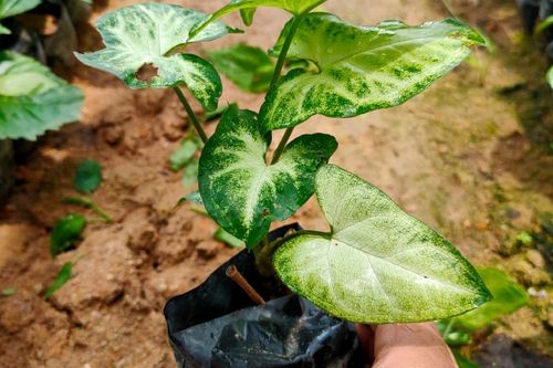 绿精灵植物有什么功效