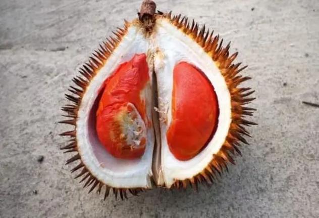 榴莲中的爱马仕是什么品种