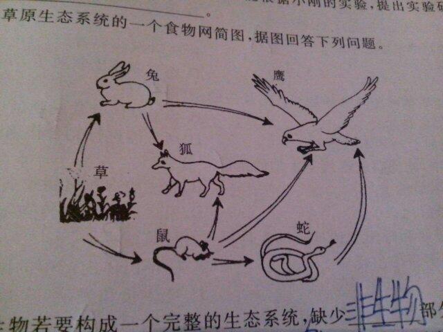 怎么判断有几条食物链