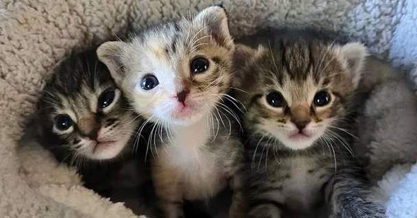 家里养三只猫会不会太多了游戏截图